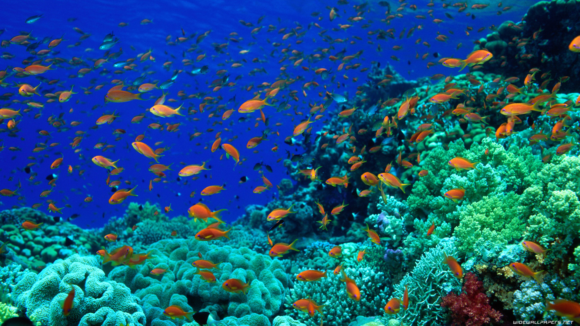 Coral Reef - Queensland